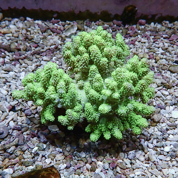 【サンゴ現物5】トサカ.sp 9-10cm沖縄産