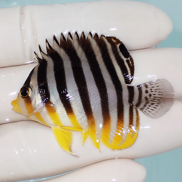 【現物5】シマヤッコ 5cm±