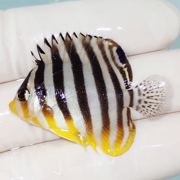 【現物5】シマヤッコ 4.5cm±