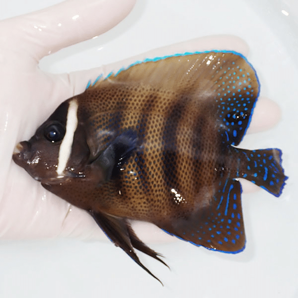 【現物5】ロクセンヤッコ 13.5cm