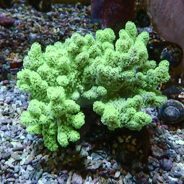 【サンゴ現物6】トサカ.sp 11-10cm沖縄産