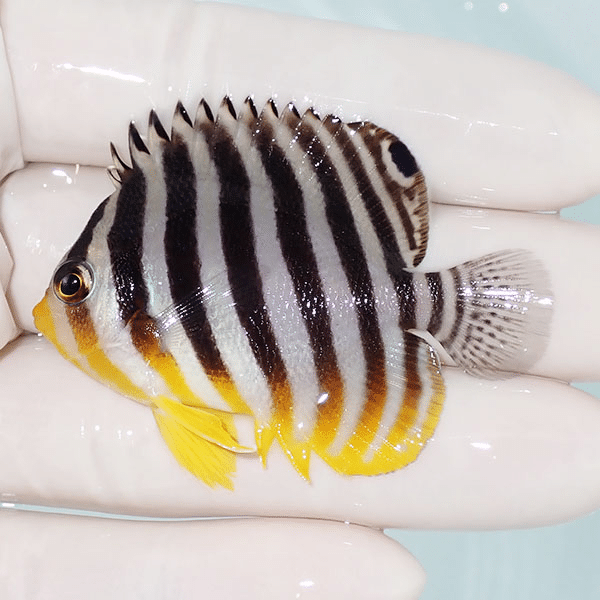 【現物6】シマヤッコ 5.5cm±