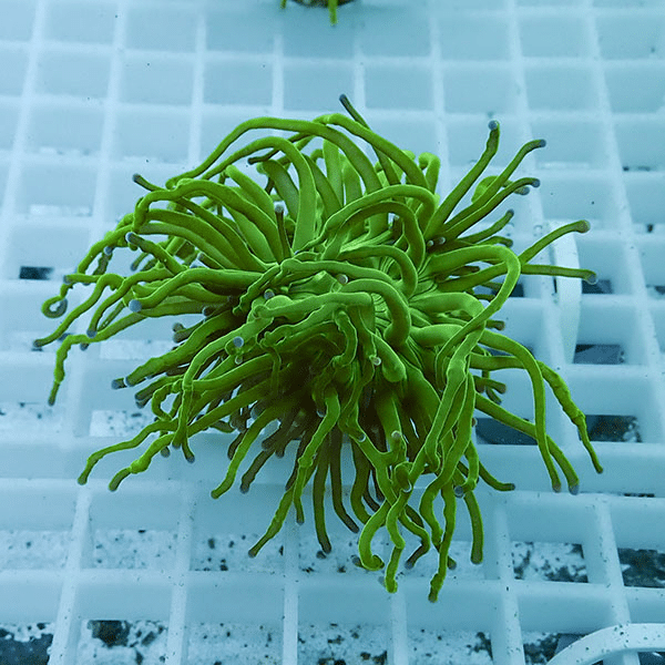 【サンゴ現物6】フラワーコーラルフラグ