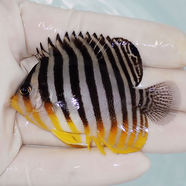 【現物6】シマヤッコ 6.5cm±