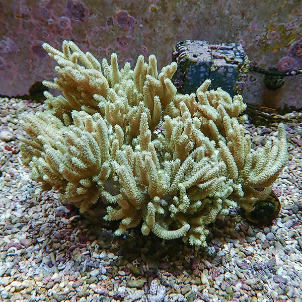 【サンゴ現物6】トサカ.sp 17-14cm沖縄産