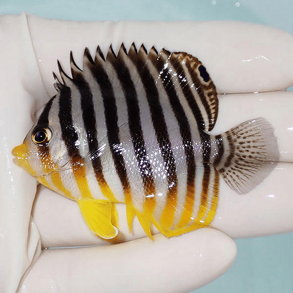 【現物6】シマヤッコ 6cm±