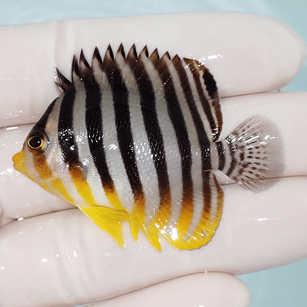 【現物6】シマヤッコ 5cm±