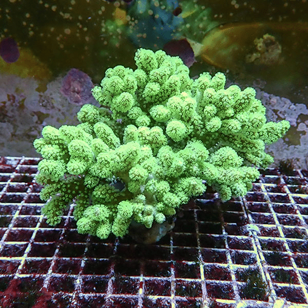 【サンゴ現物7】トサカ.sp 13-11cm沖縄産