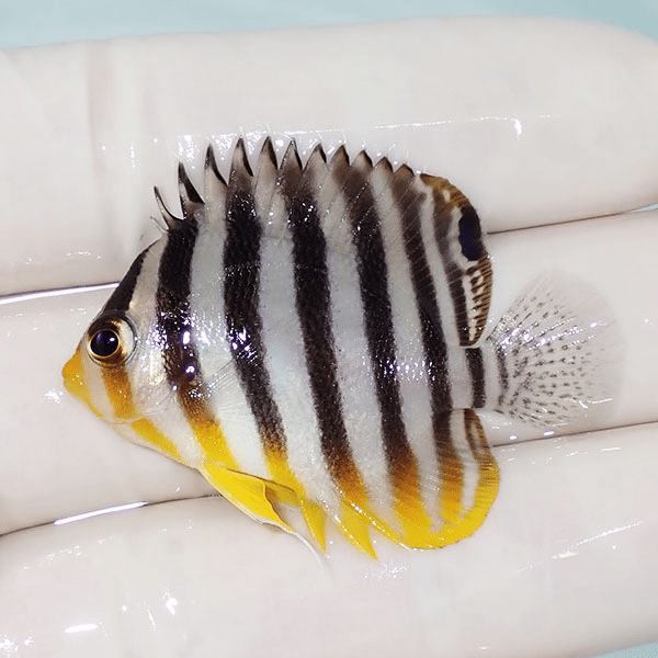 【現物7】シマヤッコ 4.5cm±