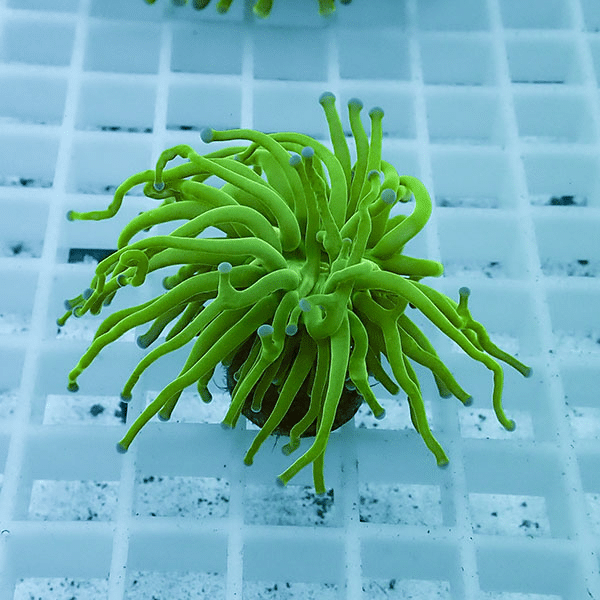 【サンゴ現物7】フラワーコーラルフラグ