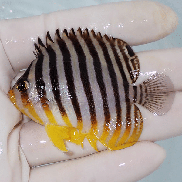 【現物7】シマヤッコ 6.5cm±