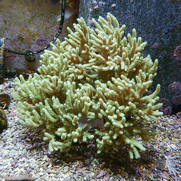 【サンゴ現物7】トサカ.sp 19-20cm沖縄産