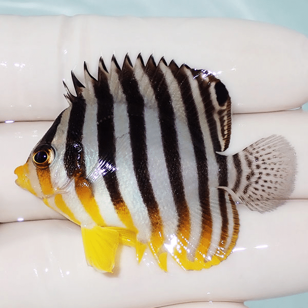 【現物7】シマヤッコ 5cm±