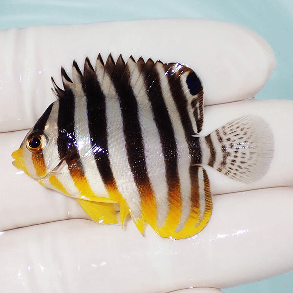 【現物7】シマヤッコ 4.7cm±