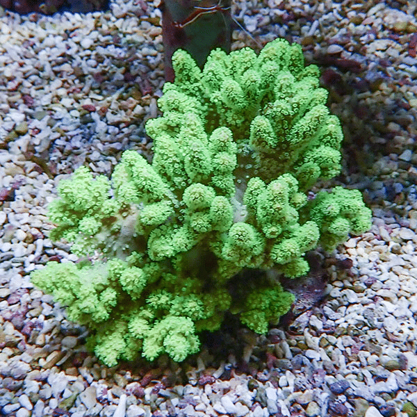 【サンゴ現物8】トサカ.sp 10-9cm沖縄産