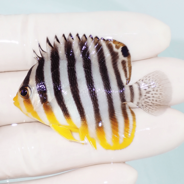 【現物8】シマヤッコ 5cm±