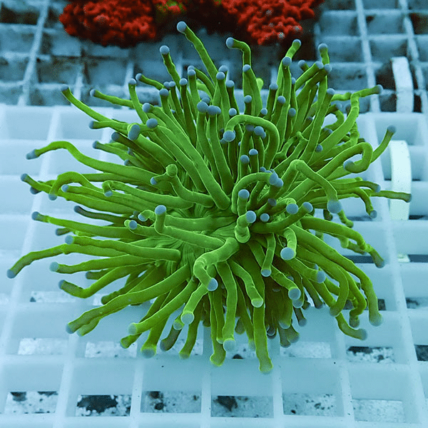 【サンゴ現物8】フラワーコーラルフラグ