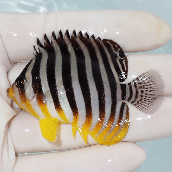 【現物8】シマヤッコ 6.2cm±