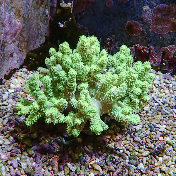 【サンゴ現物8】トサカ.sp 11-10cm沖縄産