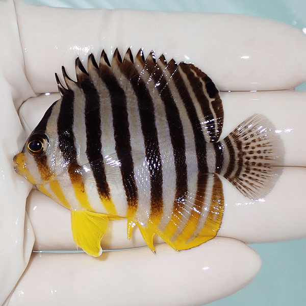 【現物8】シマヤッコ 6cm±