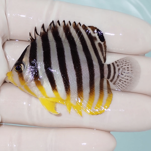 【現物8】シマヤッコ 5.5cm±