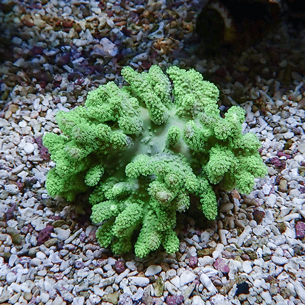 【サンゴ現物9】トサカ.sp 9-7cm沖縄産