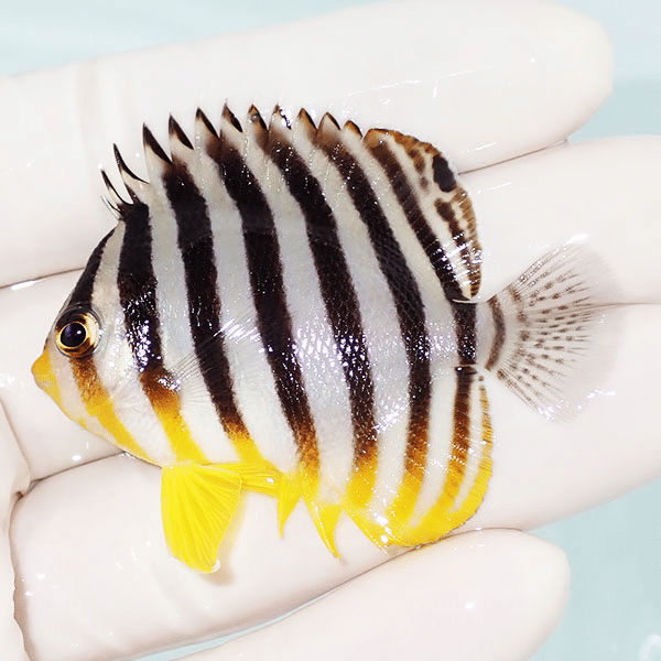 【現物9】シマヤッコ 5.5cm±