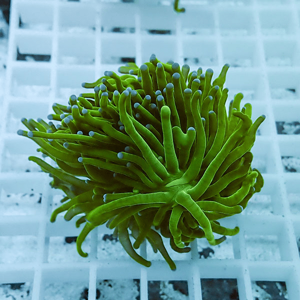 【サンゴ現物9】フラワーコーラルフラグ