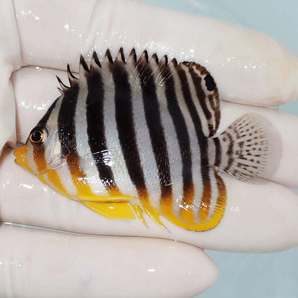 【現物9】シマヤッコ 6cm±