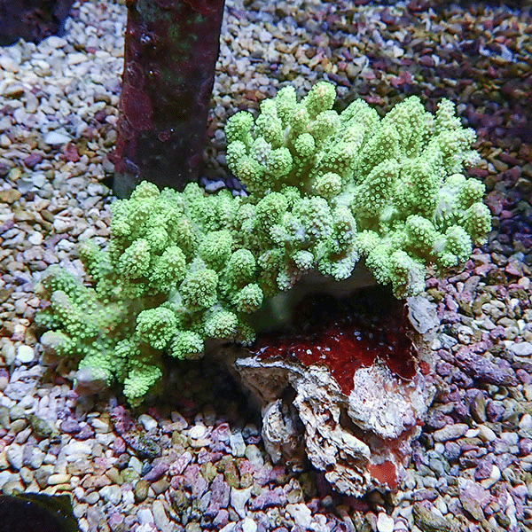 【サンゴ現物9】トサカ.sp 13-10cm沖縄産