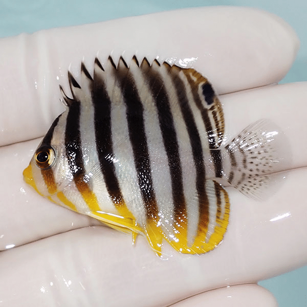 【現物9】シマヤッコ 4.5cm±