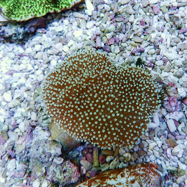 【サンゴ現物11】ウミキノコ 6-6cm