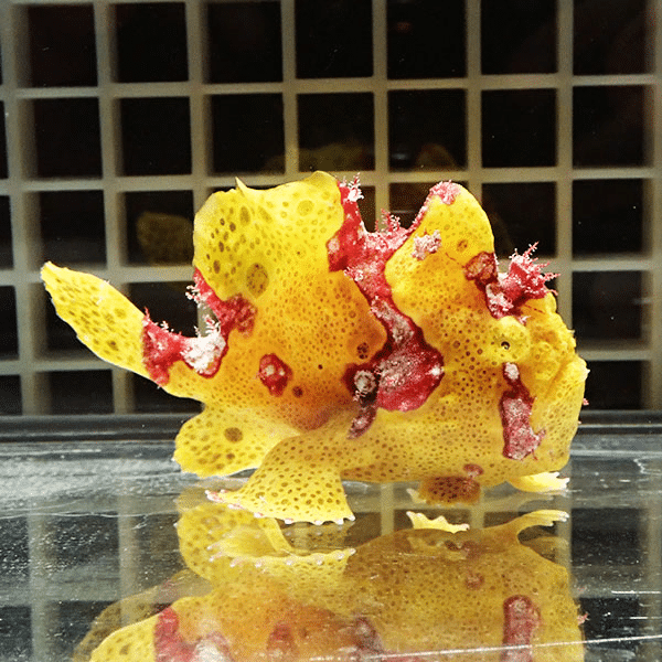 【現物1】クマドリカエルアンコウ 8cm