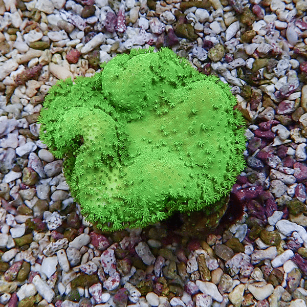 【サンゴ現物1】ウミキノコ メタリックグリーン 6-5cm