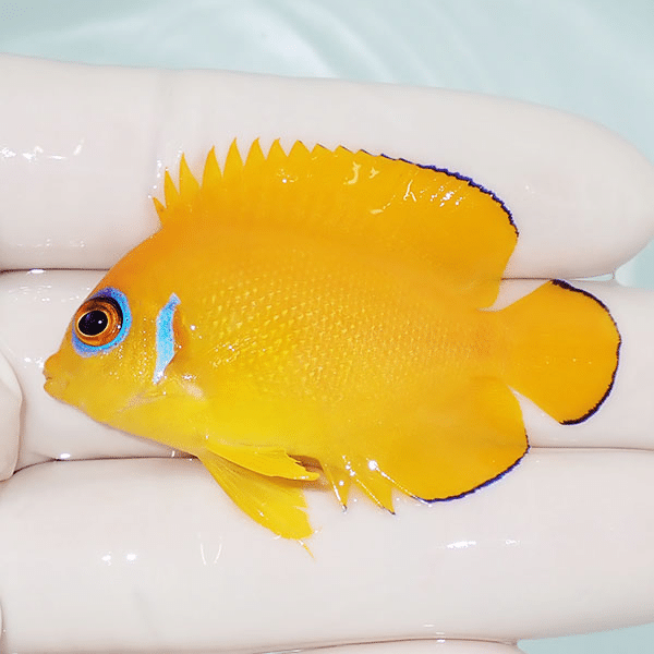 【現物1】レモンピール 5.5cm±