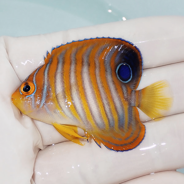 【現物1】ニシキヤッコ 5.5cm±