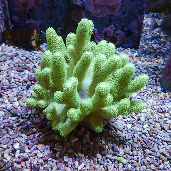 【サンゴ現物1】トサカ.sp 10-12cm 沖縄産