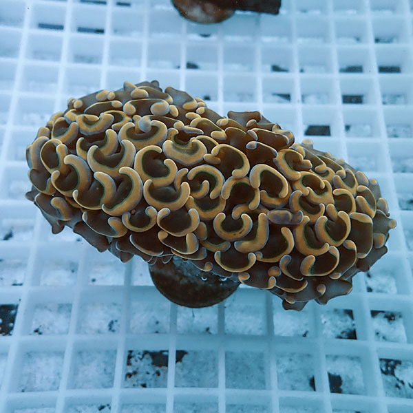 【サンゴ現物1】ナガレハナサンゴ