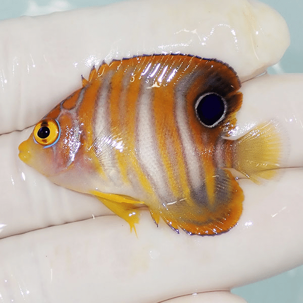 【現物1】ニシキヤッコ 4.5cm±