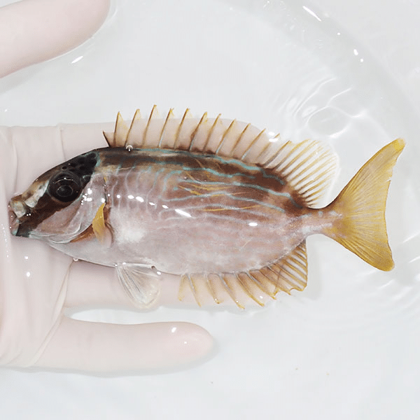 【現物】マジリアイゴ 13cm±