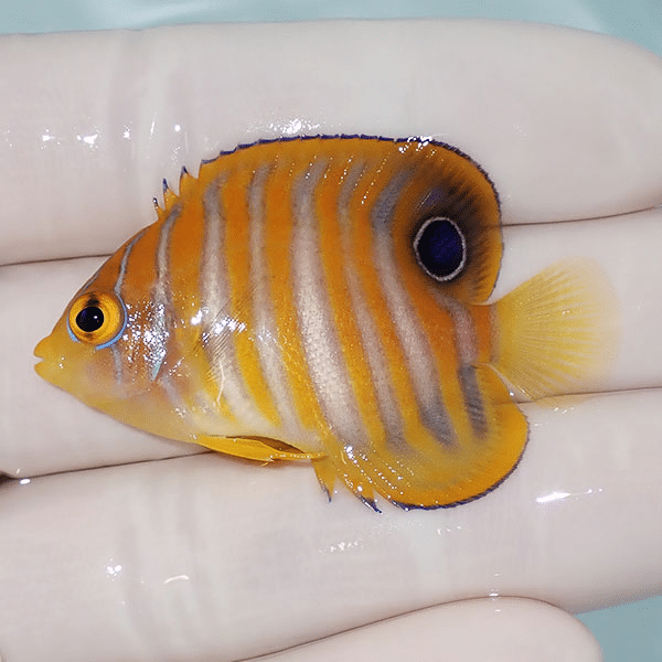 【現物1】ニシキヤッコ 4.8cm±