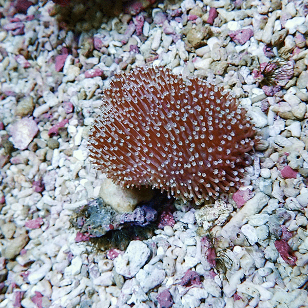 【サンゴ現物12】ウミキノコ 5-4cm