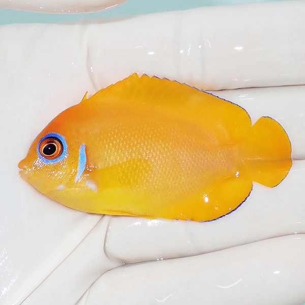 【現物2】レモンピール 6cm±