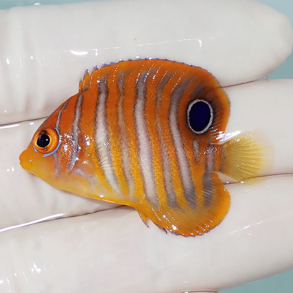 【現物2】ニシキヤッコ 4.3cm±