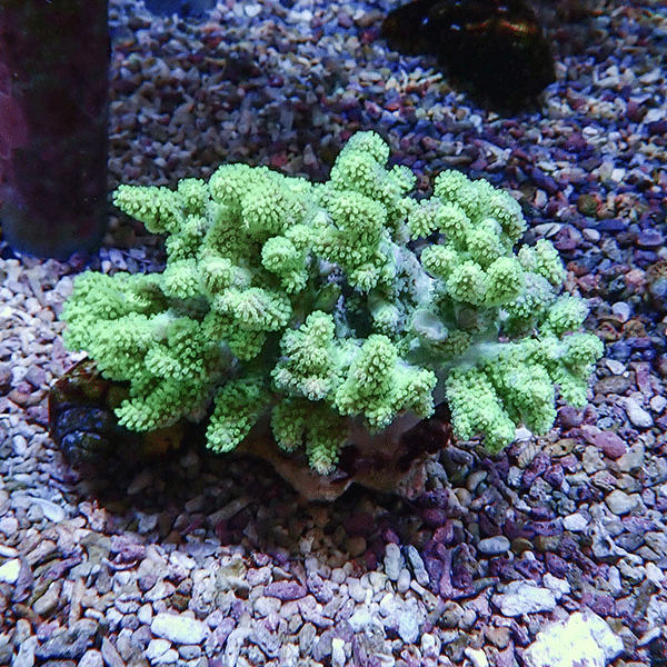 【サンゴ現物2】トサカ.sp 10-10cm 沖縄産