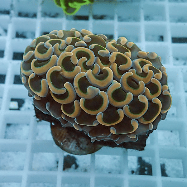 【サンゴ現物2】ナガレハナサンゴ