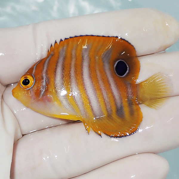 【現物2】ニシキヤッコ 5.5cm±