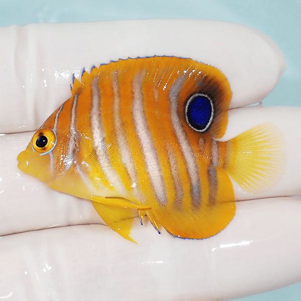 【現物2】ニシキヤッコ 4.8cm±