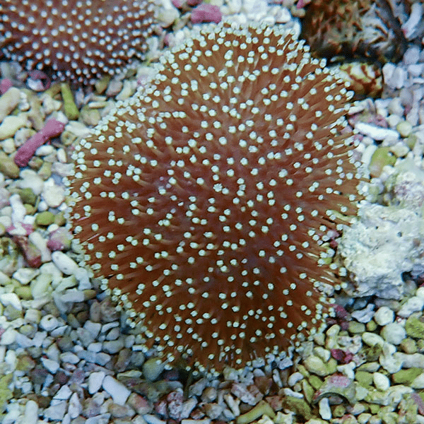 【サンゴ現物13】ウミキノコ 6-6cm