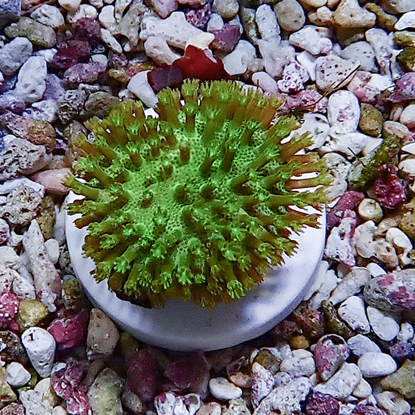 【サンゴ現物3】ウミキノコ メタリックグリーン 3-3cm